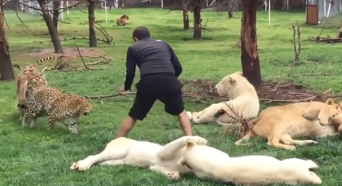 突進してくるヒョウの攻撃から男性を守ったのは･･･トラ！？
