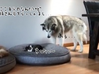 自分のベッドに猫が寝てたので、すごく遠慮がちにベッドに横たわる謙虚すぎる犬
