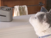 猫のテーブルに飛び乗りを防ぐロボット「キャットナーニ」がクラウドファンディングで資金調達されていた