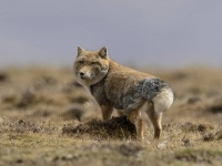 顔はファニーだけど生命力高め。チベットスナギツネにズームイン！生命力を持った