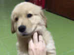 「その手を離さない！」撫でてくれる飼い主さんの手をキープする子犬が可愛すぎる！