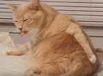 「ケツ舐めるのしんどいわ」おっさんのような猫現るw
