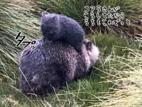 お母さんの背中が好き好き赤ちゃんウォンバット。転げ落ちてもまた乗りなおすド根性ウォンバットだった。