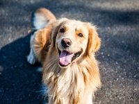 森で迷子になった少女姉妹を救ったのは飼い犬のゴールデン・レトリバー。片時もそばを離れず守り抜く