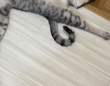 「ダイイングメッセージ残ってれば...」　〝事件現場〟にしか見えない猫の寝相に6.1万人注目