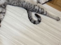 「ダイイングメッセージ残ってれば...」　〝事件現場〟にしか見えない猫の寝相に6.1万人注目
