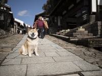 柴犬まる、岐阜県に行く！　昔ながらの古い街並みにわくわく