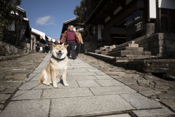 柴犬まる、岐阜県に行く！　昔ながらの古い街並みにわくわく