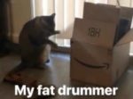 ストイック…！　ダンボールをドラムのようにしてひたすらリズムを刻む猫。