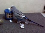 ゴミ拾いができる賢いインコたちが可愛い…。