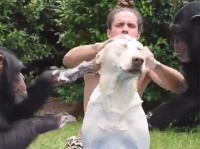 こんな夏の風物詩が見たかった。チンパンジー2頭と人間がタッグを組んで犬をゴシゴシ丸洗い