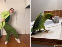 インコ界最強のダンスキングの踊りを完コピした人間女性のシンクロ率がすごい！