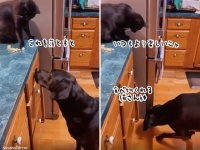 猫は落としたい。犬は食べたい。一石二鳥なウインウイン動画