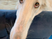 すごく、長いです。飼い主は世界一だと信じてる超鼻長な犬（アメリカ）
