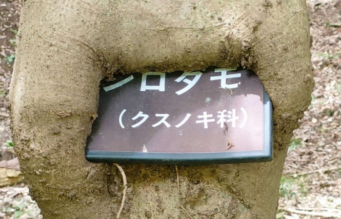 これは...！（編集部でトリミング）