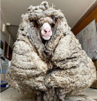 迷い羊が巨大毛玉化、35kg分の羊毛が刈り落とされたらすっきりスリムに！（オーストラリア）