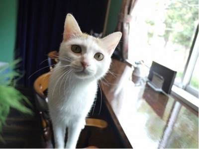 知る人ぞ知る！　猫がいる隠れ家的喫茶店「黒猫喫茶」とは？