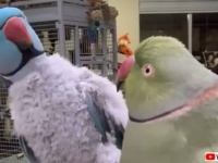 ハグとキスとおしゃべりと。ワカケホンセイインコの兄弟のイチャコラがノンストップな件