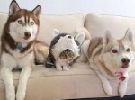 【実はお前たち３兄弟は本当の３兄弟ではないのだ】人気の傑作ボケて１５選