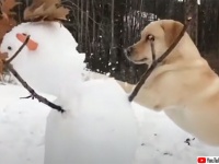 雪だるまは敵！見つけ次第全力で破壊していく犬
