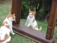 「あれ、新入りどこに行った？」トルコの居候猫たち、庭に出現した大きな鏡に映る自分の姿に困惑する