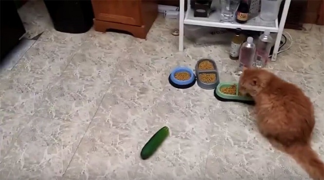 cats--vs-cucumbers5