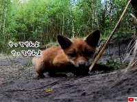 いたずら好きな子ギツネ、GoProカメラで遊び倒す