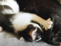 ふたり一緒に幸せになれますように！保護猫同士の絆を守るため、2匹まとめて引き取ってくれる里親を探した結果