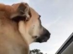 車の天窓から顔を出した犬の口が・・・！