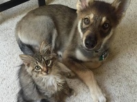 君に決めた！子犬が保護施設の子猫に一目惚れ。一生の友となる