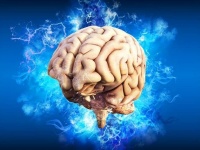 どこまで知ってる？人間の脳の構造、機能を学ぼう！
