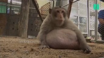 タイでぶくぶくに太ったサルを保護、ダイエットを開始