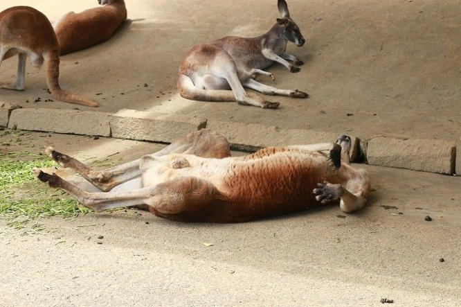あられもない寝姿のアカカンガルー。時折、足がビクッ!!!!ってなってました