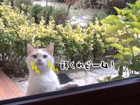 「ジリジリ、んじーっ！」餌が欲しい時に玄関先から視線攻撃を仕掛けてくる猫