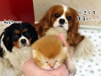 生まれたばかりの子猫を犬たちに紹介。早く仲良くしたくてワクワクが止まらない