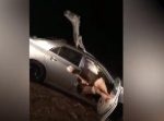 定員オーバーです…！　車にラクダが入り込み抜けなくなってしまう。