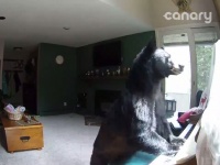 家に忍び込んでピアノを弾くクマが激写される!?【映像】