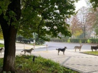 ウクライナの危険地域に取り残されたペットたちの今。きちんと並んで餌をもらう犬たち