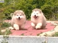 寒い季節に必要なのはコレ！ふわもこマラミュートの子犬たちがトコトコ走る総集編