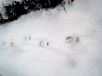 名古屋でも積雪（ポトフさん撮影、flickrより）