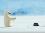 微笑ましすぎる…！　アザラシにびっくりしてコケちゃうシロクマの子ども。