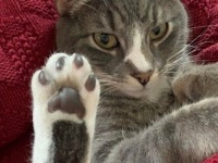 猫といえば「にくきゅう！」ちっちゃくて可愛くてキュートな肉球を詰め合わせてみた