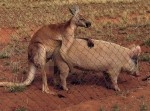 【まさかの関係】ブタとＳＥＸするカンガルーが激写される！