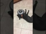 家の中の大決戦！　犬と掃除中のルンバが戦った結果… ？