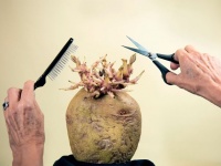 迷作揃い。2020年じゃがいも写真コンテスト、優秀作品が発表（イギリス）