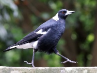 傷ついたカササギフエガラスのヒナを保護したら、やることなすこと人間じみてきた。誰よりも家族を思いやる愛情深い鳥人間となった。（オーストラリア）