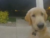 家出を試みた子犬、冒険ののち後悔の様子が防犯カメラに映し出されていた