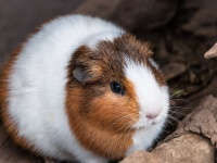 【スコットランド研究】動物実験は無駄!?多くのケースで無駄になってしまっている懸念