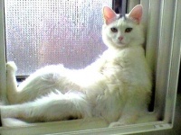 いつだってゴロゴロしていたい！怠惰が身についてしまった動物たち