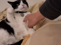 愛猫ズとイチャコラしたかったのに…「今は触らないでほしいニャ！」と、そんなムードじゃなかったみたい